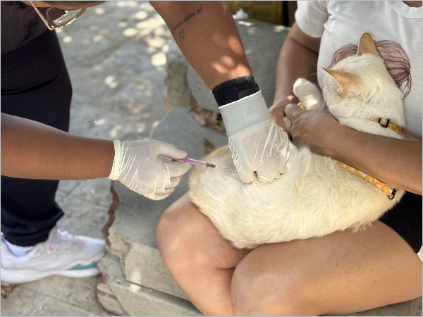 VACINAÇÃO ANTIRRÁBICA REFORÇA PROTEÇÃO DE CÃES E GATOS EM JUAZEIRINHO.